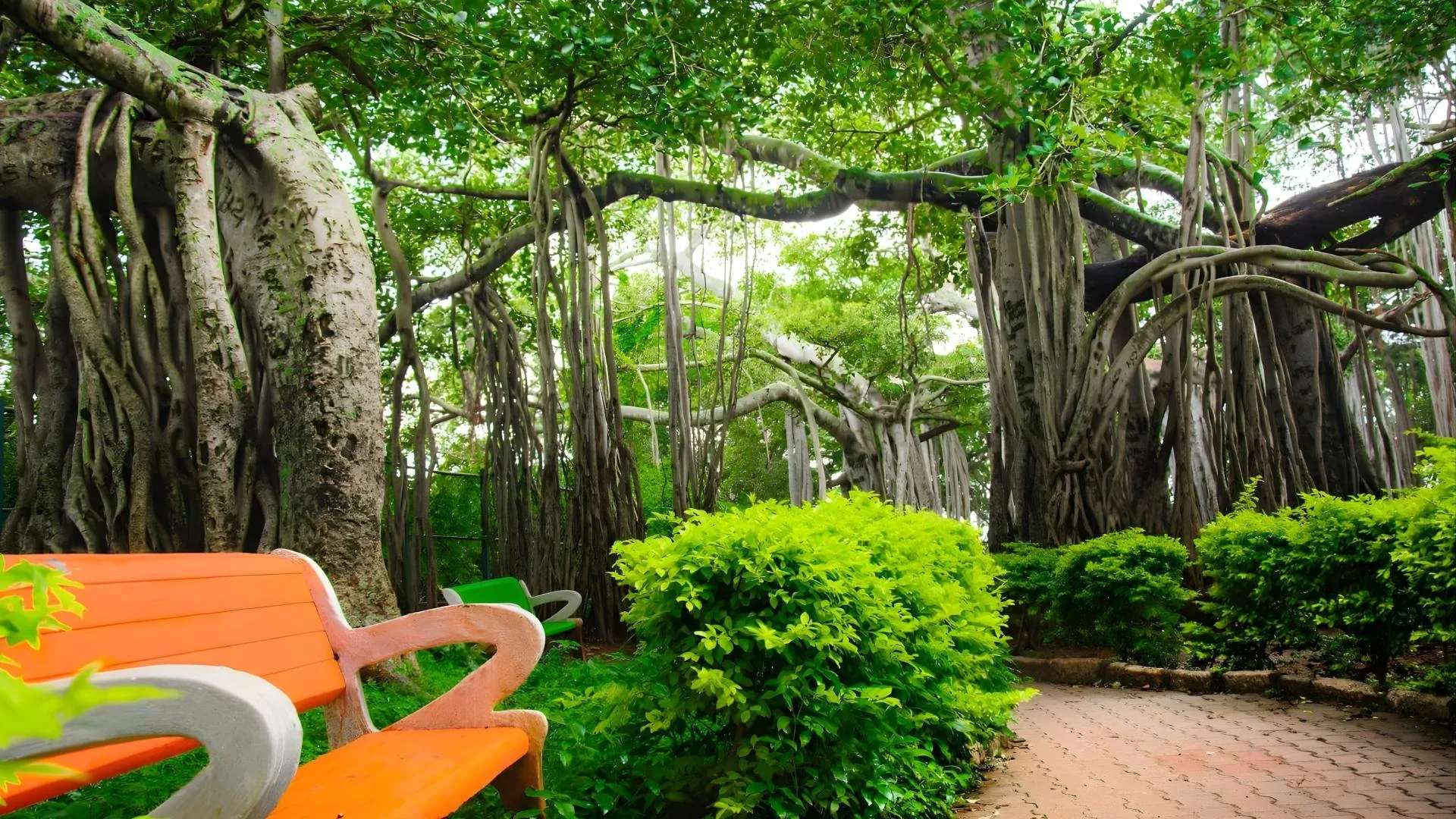Big Banyan Tree (Dodda Alada Mara)
